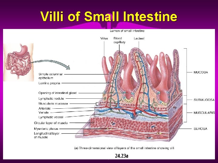 Villi of Small Intestine 