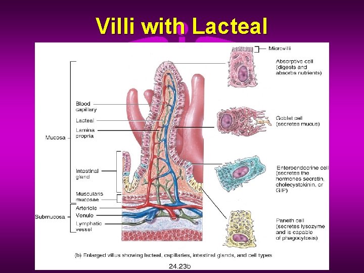 Villi with Lacteal 