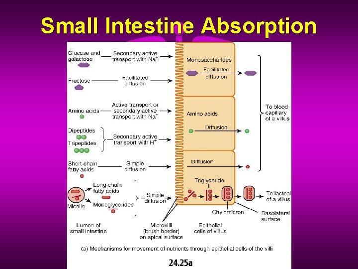 Small Intestine Absorption 