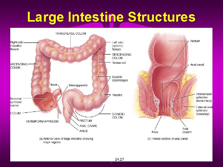 Large Intestine Structures 