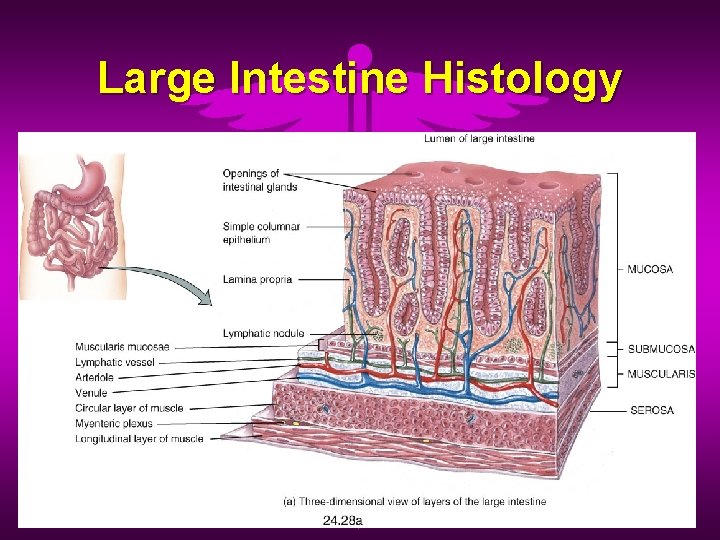 Large Intestine Histology 