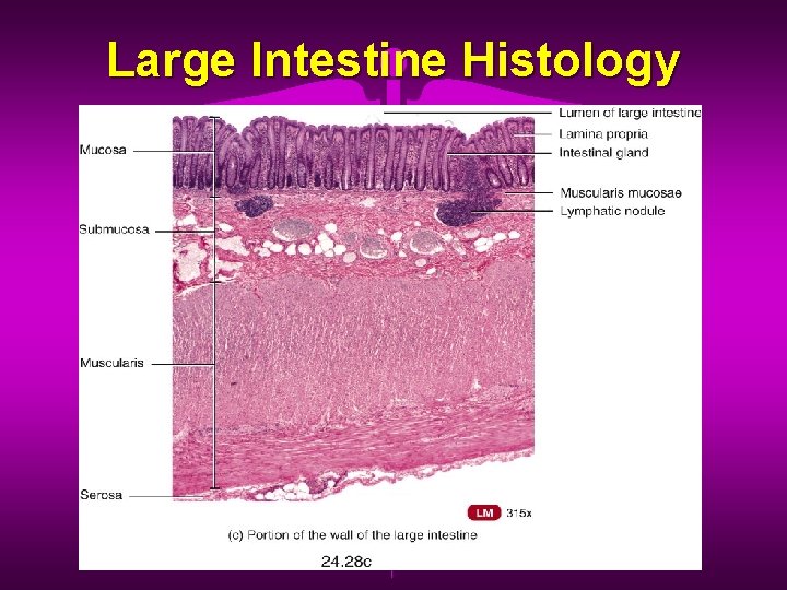 Large Intestine Histology 