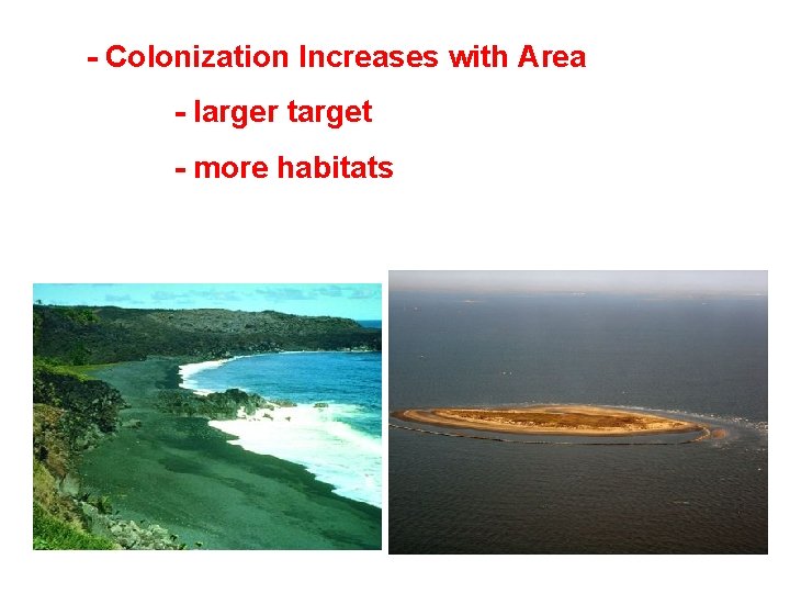- Colonization Increases with Area - larger target - more habitats 
