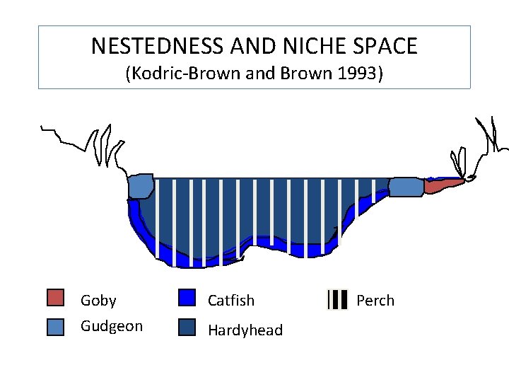 NESTEDNESS AND NICHE SPACE (Kodric-Brown and Brown 1993) Goby Catfish Gudgeon Hardyhead Perch 