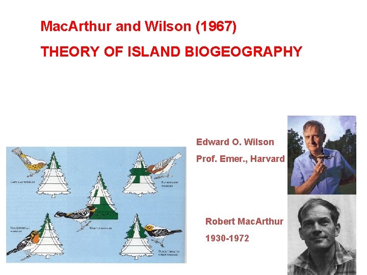 Mac. Arthur and Wilson (1967) THEORY OF ISLAND BIOGEOGRAPHY Edward O. Wilson Prof. Emer.