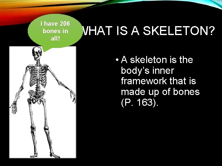 I have 206 bones in all! WHAT IS A SKELETON? • A skeleton is