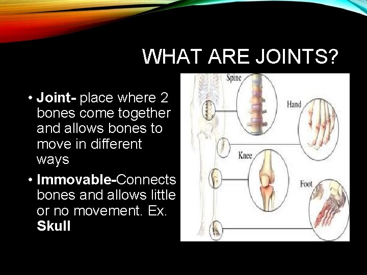 WHAT ARE JOINTS? • Joint- place where 2 bones come together and allows bones