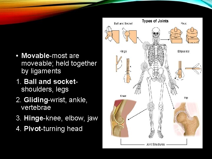  • Movable-most are moveable; held together by ligaments 1. Ball and socketshoulders, legs