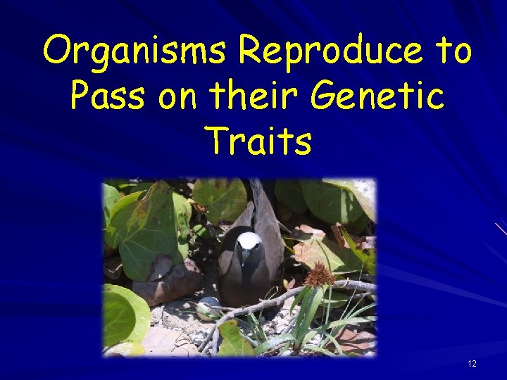 Organisms Reproduce to Pass on their Genetic Traits 12 