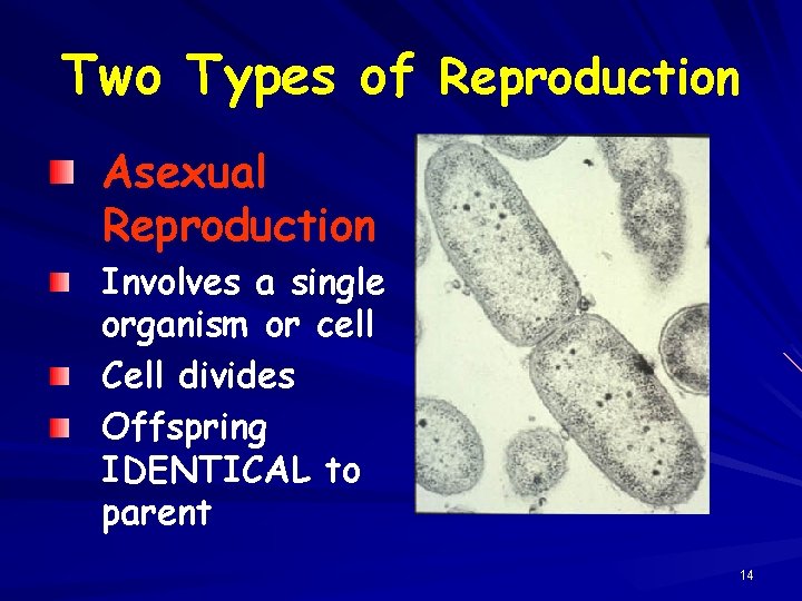 Two Types of Reproduction Asexual Reproduction Involves a single organism or cell Cell divides