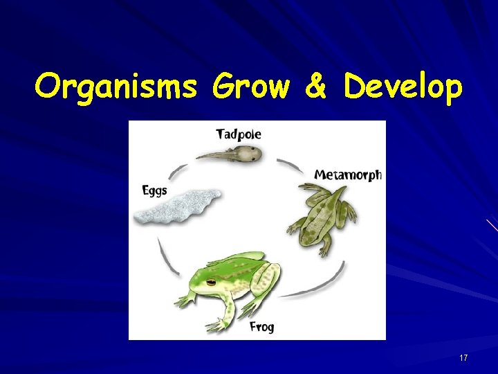 Organisms Grow & Develop 17 