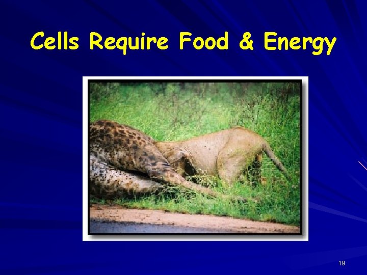 Cells Require Food & Energy 19 