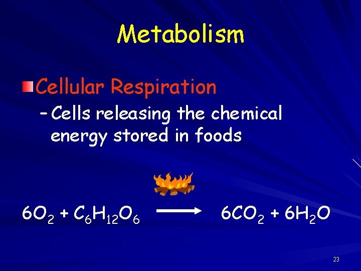 Metabolism Cellular Respiration – Cells releasing the chemical energy stored in foods 6 O