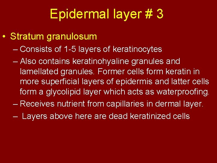 Epidermal layer # 3 • Stratum granulosum – Consists of 1 -5 layers of