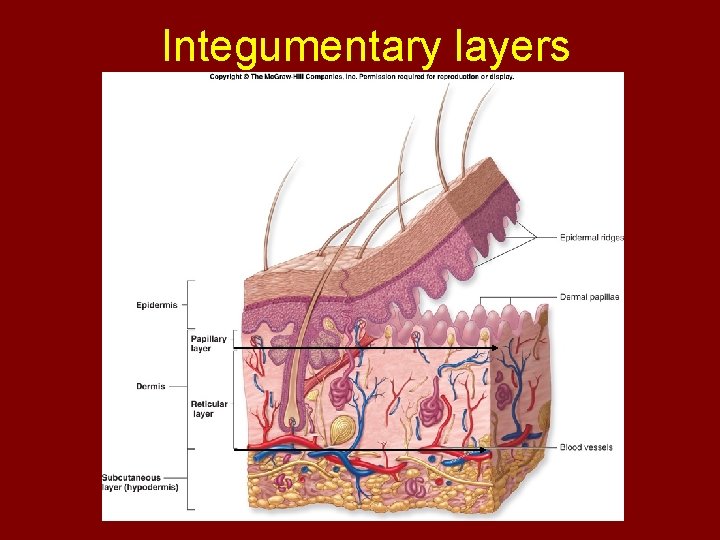 Integumentary layers 
