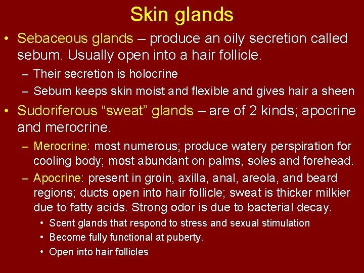 Skin glands • Sebaceous glands – produce an oily secretion called sebum. Usually open