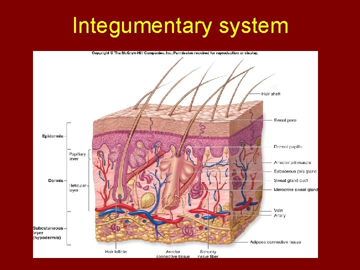 Integumentary system 