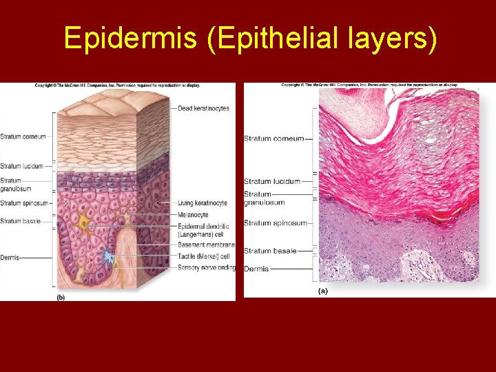 Epidermis (Epithelial layers) 