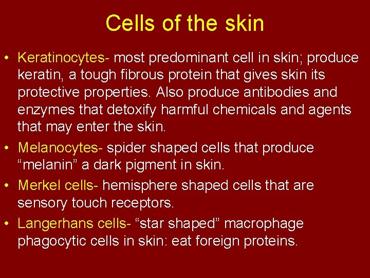 Cells of the skin • Keratinocytes- most predominant cell in skin; produce keratin, a