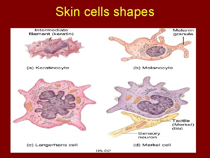 Skin cells shapes 