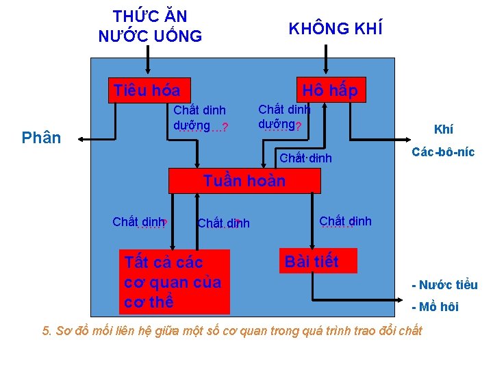 THỨC ĂN NƯỚC UỐNG KHÔNG KHÍ Hô hấp Tiêu hóa Chất dinh dưỡng ……….