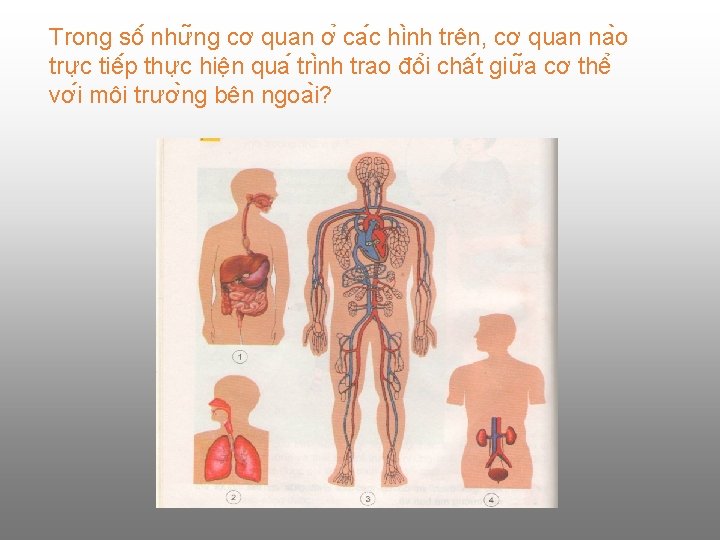 Trong sô như ng cơ quan ơ ca c hi nh trên, cơ quan