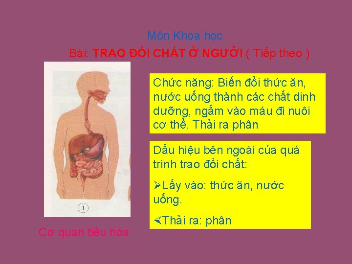 Môn Khoa học Bài: TRAO ĐỔI CHẤT Ở NGƯỜI ( Tiếp theo ) Chức