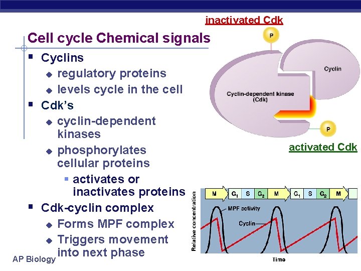 inactivated Cdk Cell cycle Chemical signals § Cyclins regulatory proteins u levels cycle in
