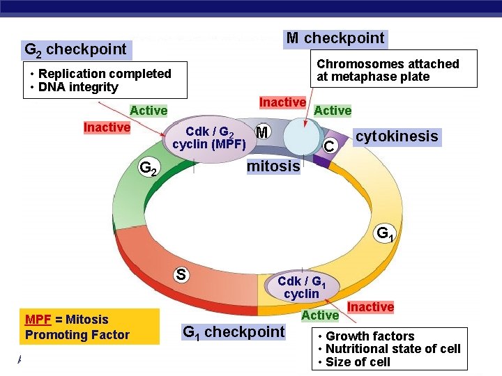 M checkpoint G 2 checkpoint Chromosomes attached at metaphase plate • Replication completed •