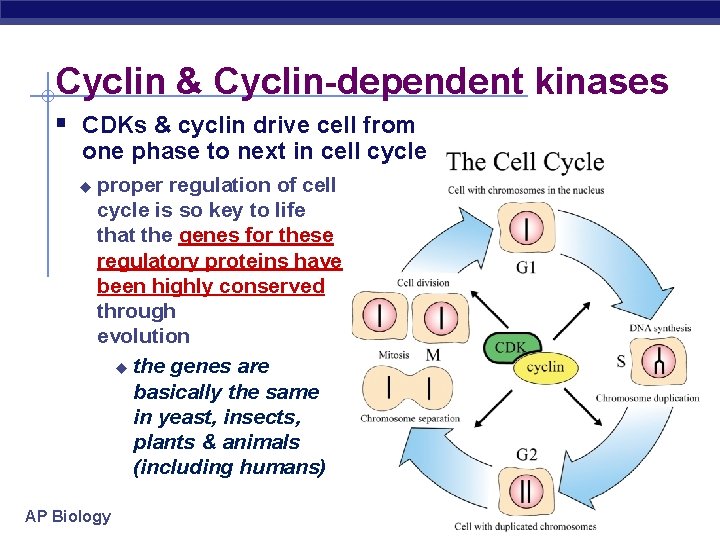 Cyclin & Cyclin-dependent kinases § CDKs & cyclin drive cell from one phase to