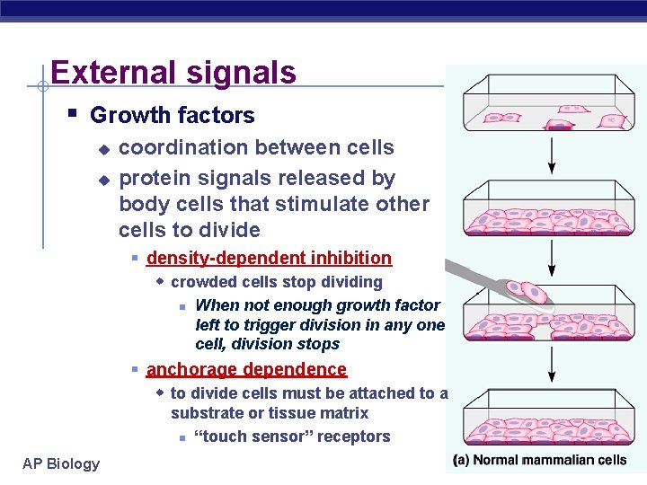 External signals § Growth factors u u coordination between cells protein signals released by