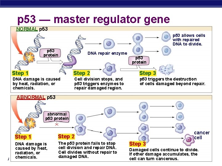 p 53 — master regulator gene NORMAL p 53 allows cells with repaired DNA