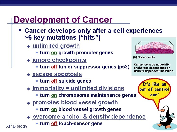 Development of Cancer § Cancer develops only after a cell experiences ~6 key mutations