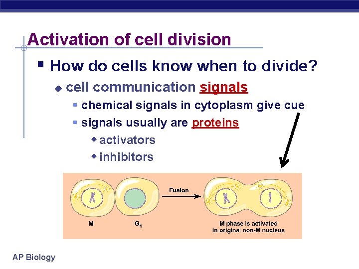 Activation of cell division § How do cells know when to divide? u cell