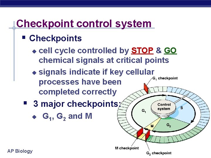 Checkpoint control system § Checkpoints cell cycle controlled by STOP & GO chemical signals
