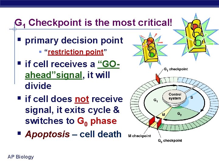 G 1 Checkpoint is the most critical! § primary decision point § “restriction point”