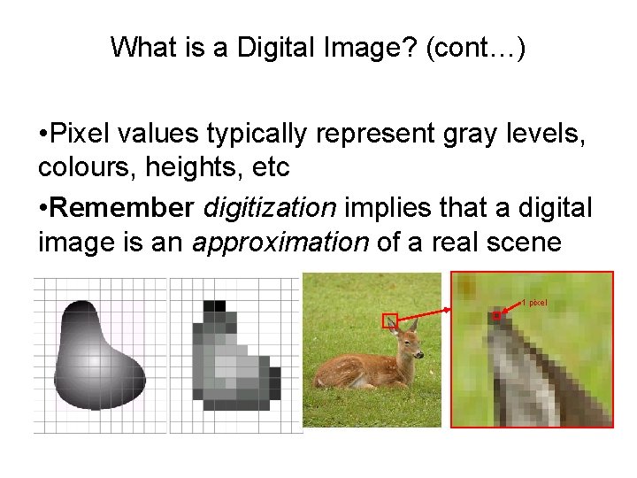 What is a Digital Image? (cont…) • Pixel values typically represent gray levels, colours,