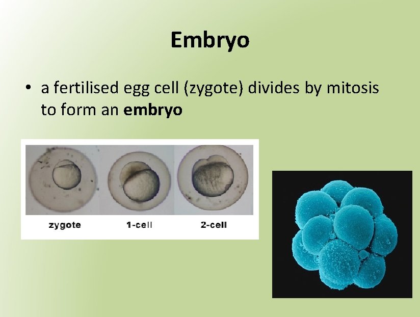 Embryo • a fertilised egg cell (zygote) divides by mitosis to form an embryo