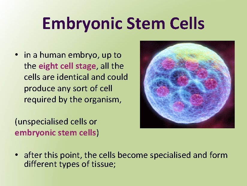 Embryonic Stem Cells • in a human embryo, up to the eight cell stage,