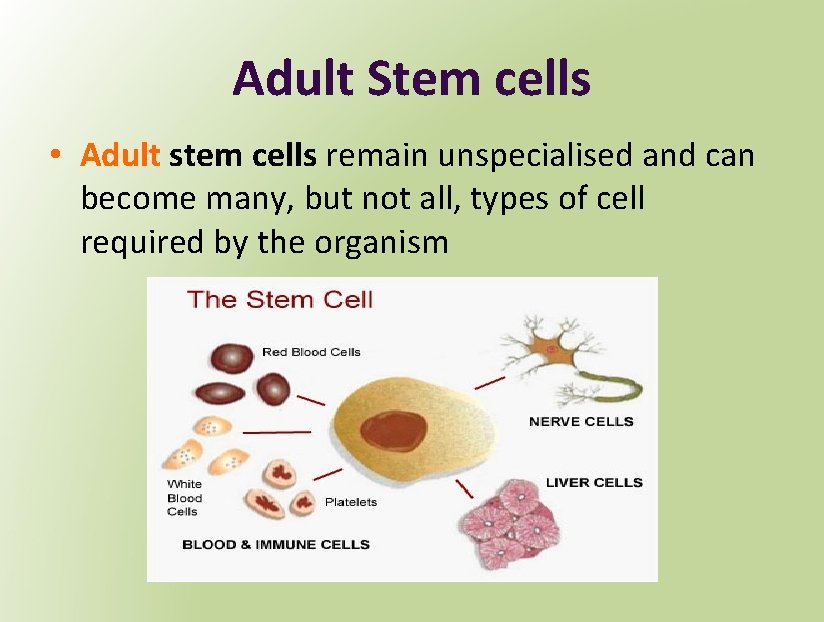 Adult Stem cells • Adult stem cells remain unspecialised and can become many, but
