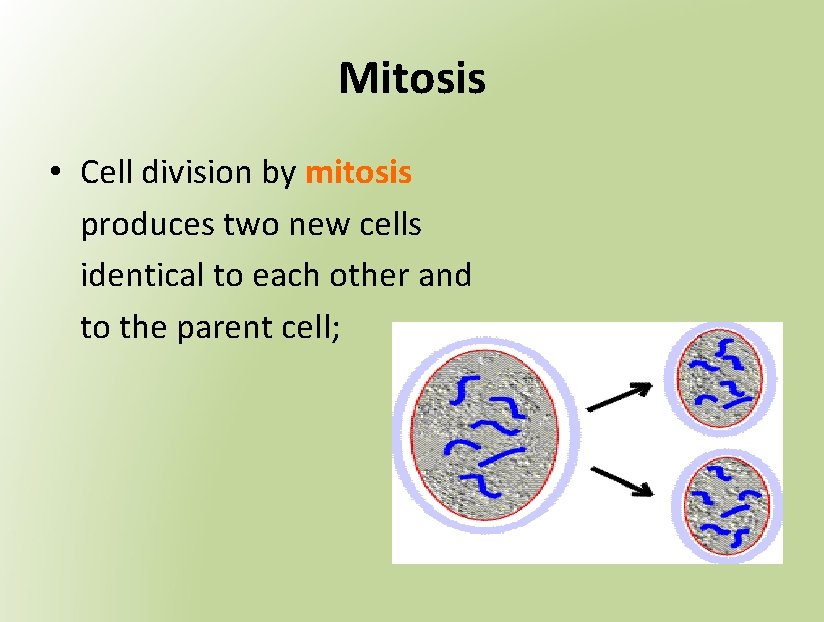 Mitosis • Cell division by mitosis produces two new cells identical to each other