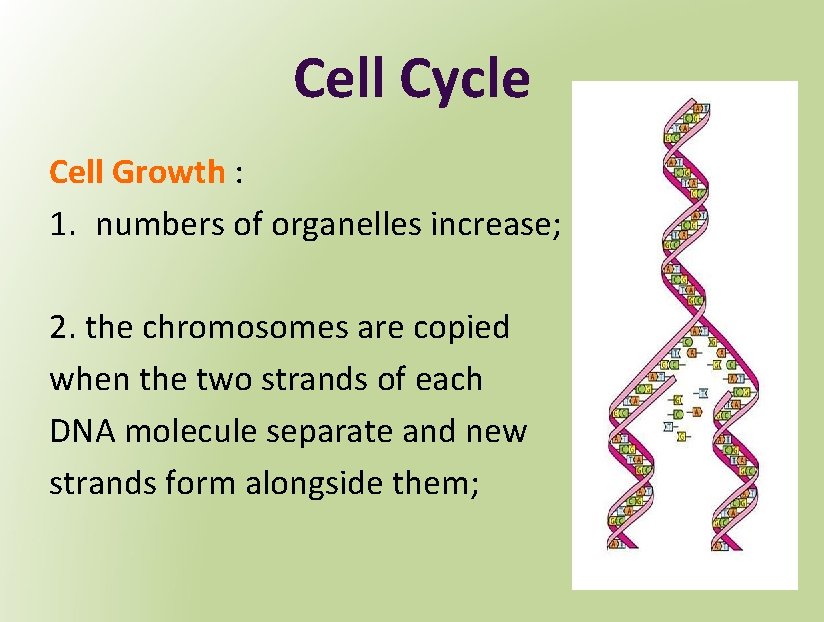 Cell Cycle Cell Growth : 1. numbers of organelles increase; 2. the chromosomes are