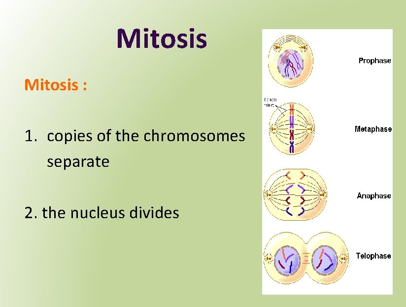 Mitosis : 1. copies of the chromosomes separate 2. the nucleus divides 