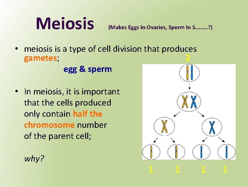 Meiosis (Makes Eggs In Ovaries, Sperm In S………? ) • meiosis is a type