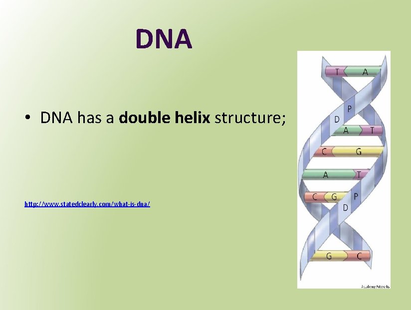 DNA • DNA has a double helix structure; http: //www. statedclearly. com/what-is-dna/ 