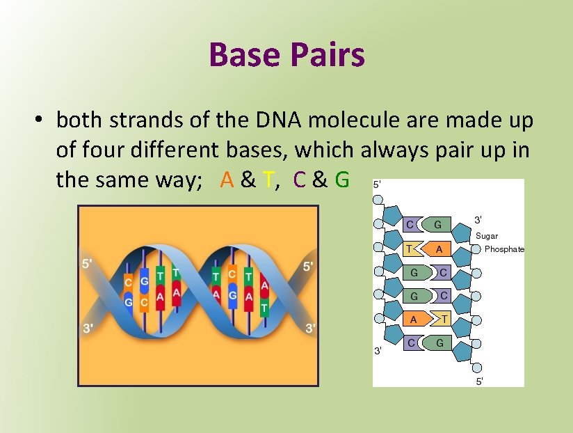 Base Pairs • both strands of the DNA molecule are made up of four