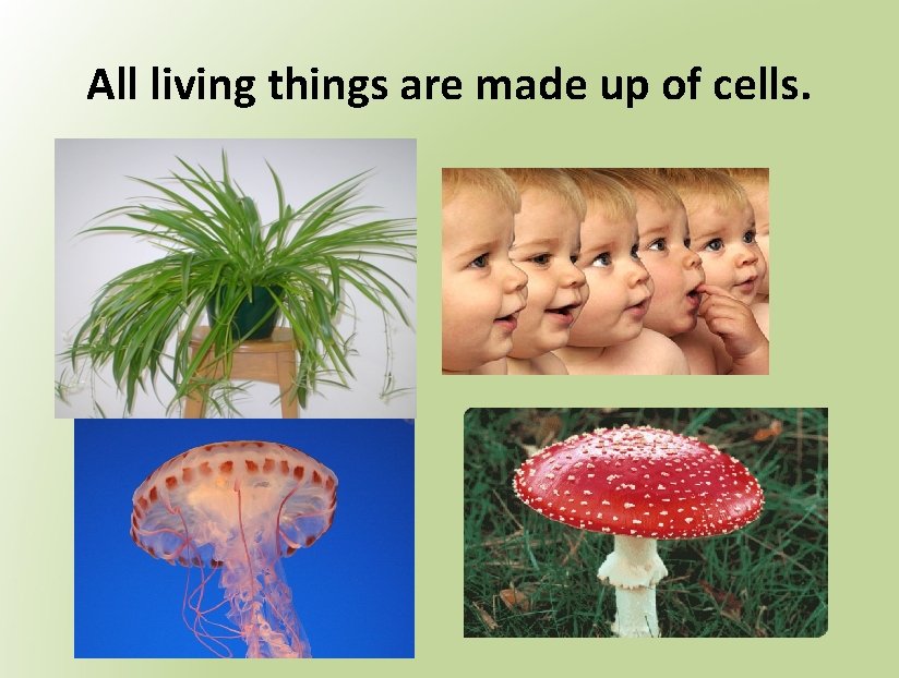 All living things are made up of cells. 