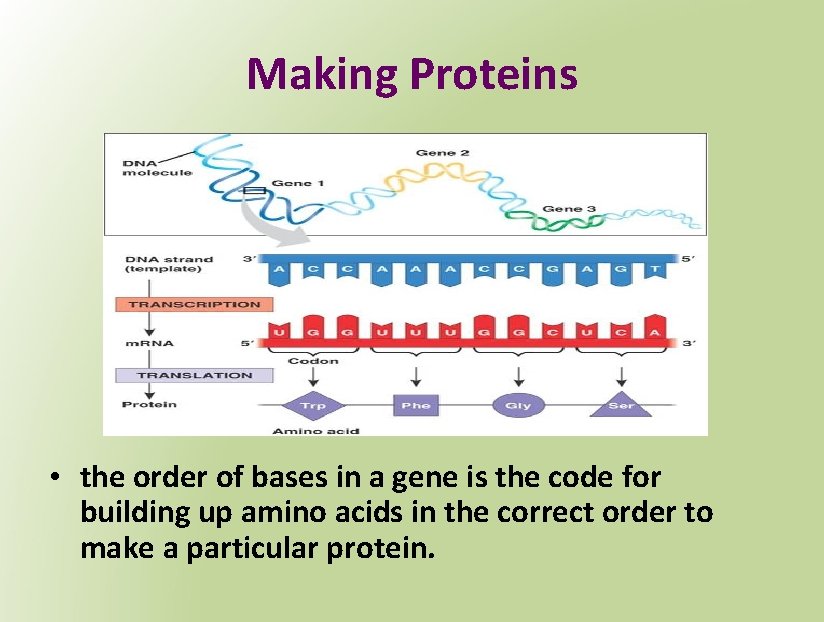 Making Proteins • the order of bases in a gene is the code for