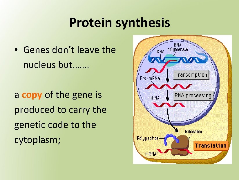 Protein synthesis • Genes don’t leave the nucleus but……. a copy of the gene