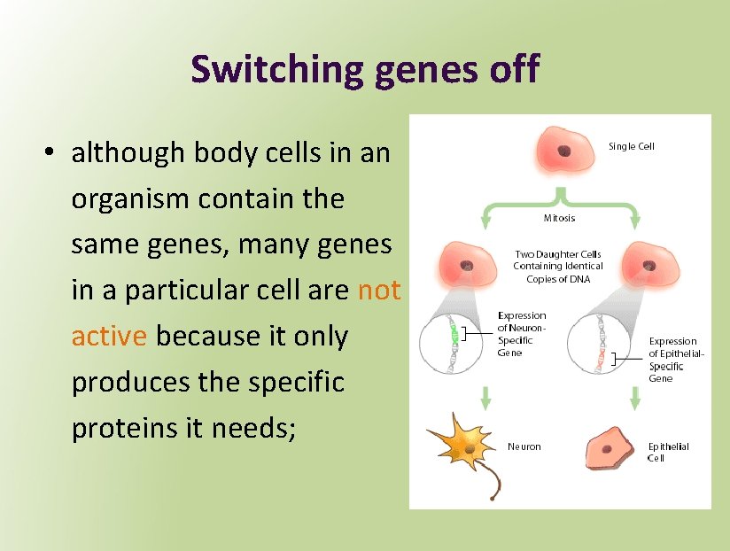 Switching genes off • although body cells in an organism contain the same genes,